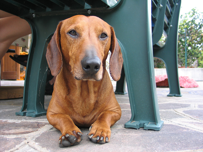Il mio socio di allenamento... Il mio socio di allenamento...