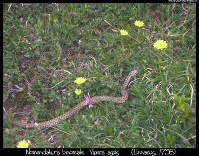 vipera