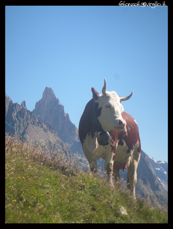 aiguille noire e vacca