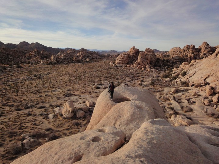 joshua tree II